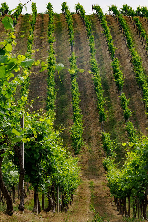 Vigneron dans son vignoble de Bordeaux, sélection directe des vins AOP château