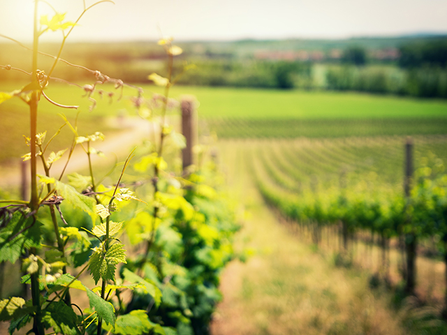 Vignoble du Bordelais au soleil