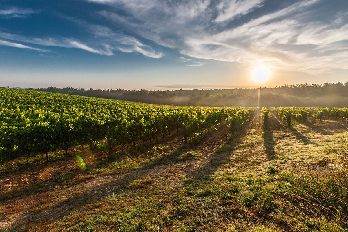 Vignoble bordelais, sélection de vins de Bordeaux