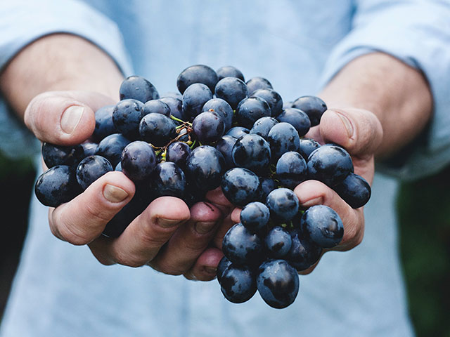 Grower holding a bunch of black grapes from the Bordeaux region